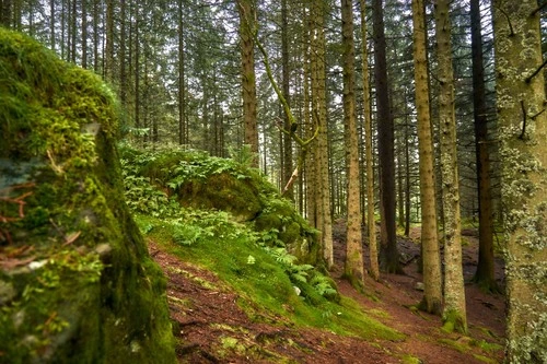 Forest - から Close to Lakeplass, Norway