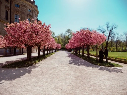 Kirschblüten im Residenzgarten - Z Court Garden, Germany