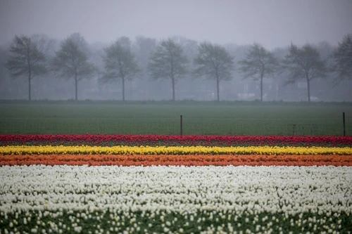 Tulipsfields on a gray day - Netherlands