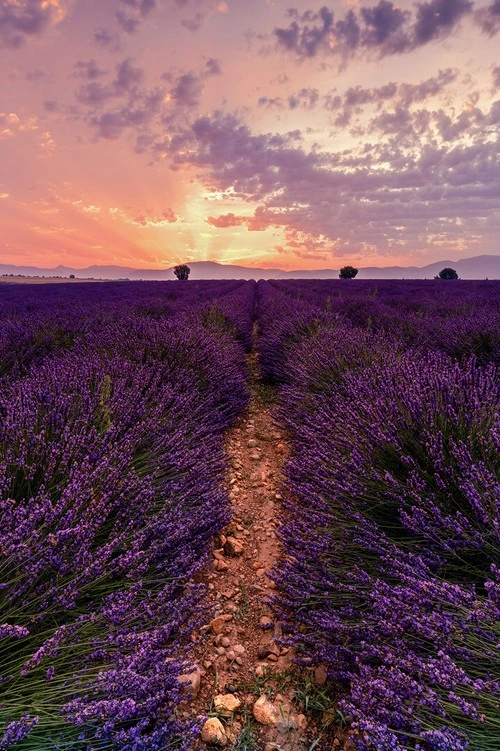 Lavender fields - France