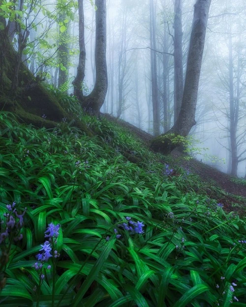 Pico Galartza Path - Dari Forest, Spain