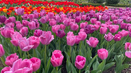 Tulips - Dari Hampton Court Palace, United Kingdom