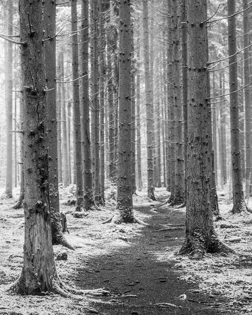 Homburg Forest - Germany