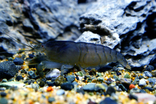 アフリカンジャイアントブルーロックシュリンプ Marine Navi