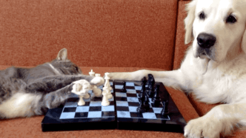 Zomato’s Playing Chess With Swiggy
