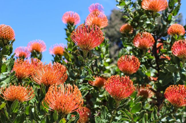 LIVING LIFE IN FULL BLOOM 