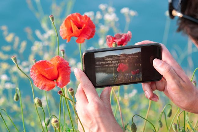 Where to Get Instagram-Worthy Poppy Flower Views