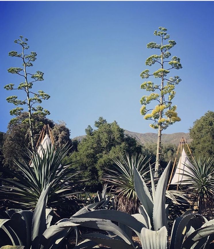 outside vegetation