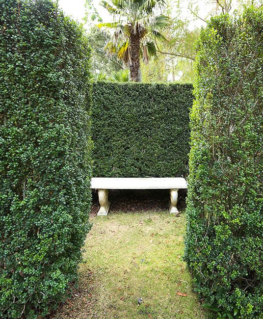 bench under shrubs