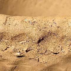 Cobb Mountain Art & Ecology Project