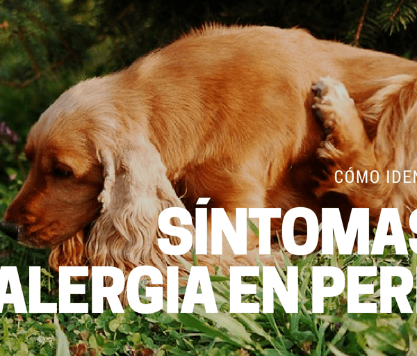 Como saber si tu perro tiene alergia