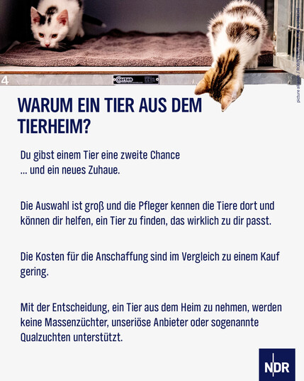 Die Grafik zeigt zwei kleine Katzen, die aus einem Käfig klettern. Dazu der Text: Warum ein Tier aus dem Tierheim?
Du gibst einem Tier eine zweite Chance und ein neues Zuhause. 
Die Auswahl ist groß und die Pfleger kennen die Tiere dort und können dir helfen, ein Tier zu finden, das wirklich zu dir passt.
Die Kosten für die Anschaffung sind im Vergleich zu einem Kauf gering. 
Mit der Entscheidung, ein Tier aus dem Heim zu nehmen, werden keine Massenzüchter , unseriöse Anbieter oder Qualzuchten unterstützt. 