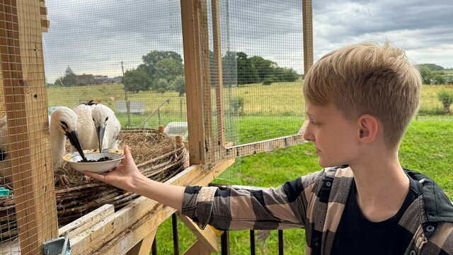 Der 13-jährige Mads Niklas Hamster aus Haseldorf steht neben dem Käfig, in dem er zwei junge Störche aufzieht. © NDR Foto: Pia Klaus