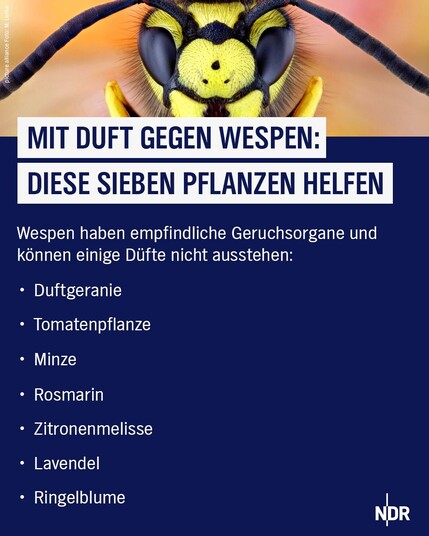 Bild: Ein Wespenkopf in Nahaufnahme

Text: Mit Duft gegen Wespen: Diese sieben Pflanzen helfen.

Wespen haben empfindliche Geruchsorgane und können einige Düfte nicht ausstehen:

Duftgeranie, Tomatenpflanze, Minze, Rosmarin, Zitronenmelisse, Lavendel, Ringelblume