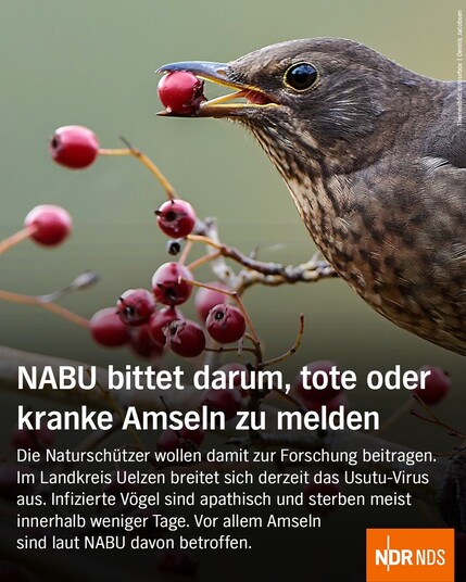 Die Grafik zeigt einen Vogel im Baum, der eine rote Beere im Schnabel hält. Dazu der Text: NABU bittet darum, tote oder kranke Amseln zu melden. Die Naturschützer wollen damit zur Forschung beitragen. Im Landkreis Uelzen breitet sich derzeit das Usutu-Virus aus. Infizierte Vögel verhalten sich apathisch und sterben meist innerhalb weniger Tage. Vor allem Amseln sind laut NABU davon betroffen.