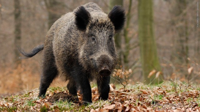 Ein Wildschwein im Wald. – In Bayern wurde ein Mann beim Pilze sammeln von einem Wildschwein angegriffen. (Foto: IMAGO, IMAGO / blickwinkel)