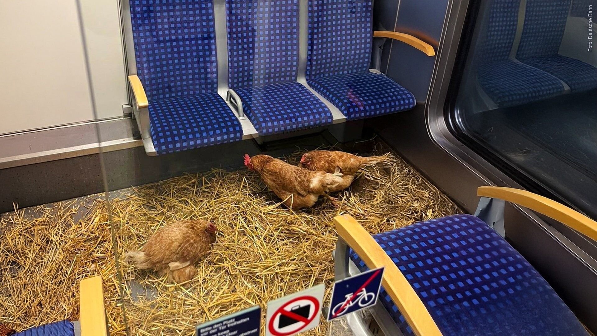 Hühner in einer Kölner S-Bahn: Dieses Bild hat sich einem S-Bahnfahrer vor Kurzem geboten, wie die Deutsche Bahn berichtet. (Foto: Deutsche Bahn)