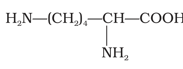 NCERT Exemplar Unit 14 Q24 printed lysine structure