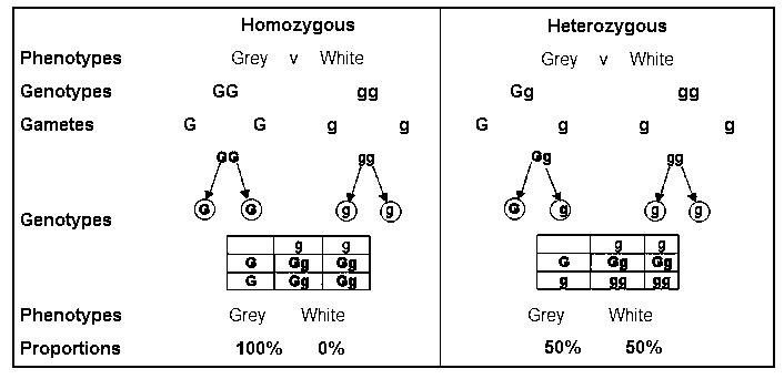 Image result for test cross