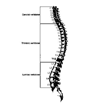 Thoracic Vertebrae - Definition, Function & Structure | Biology ...