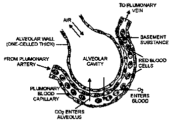 Image result for alveolar cavity