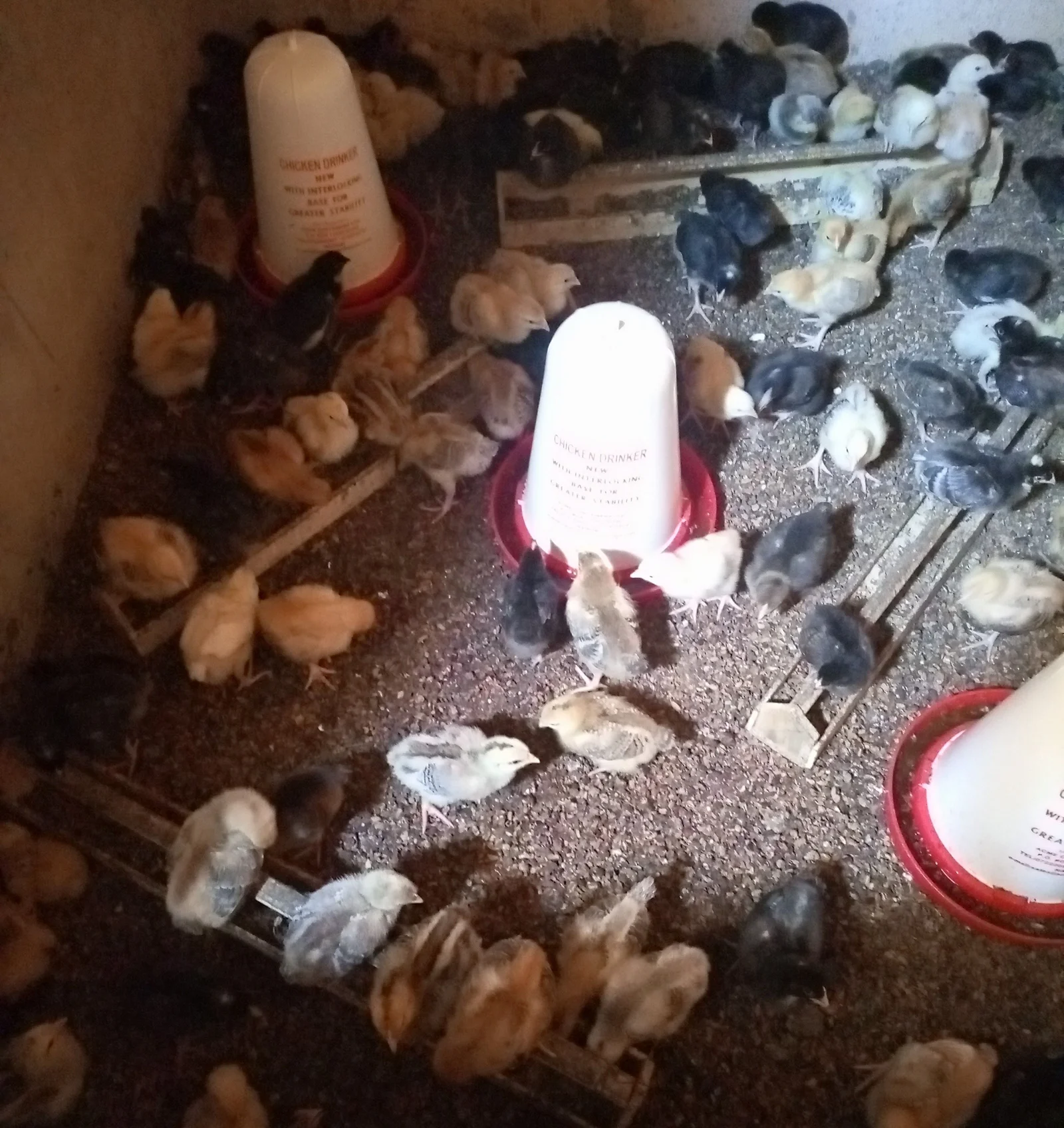 1771262886733 image2