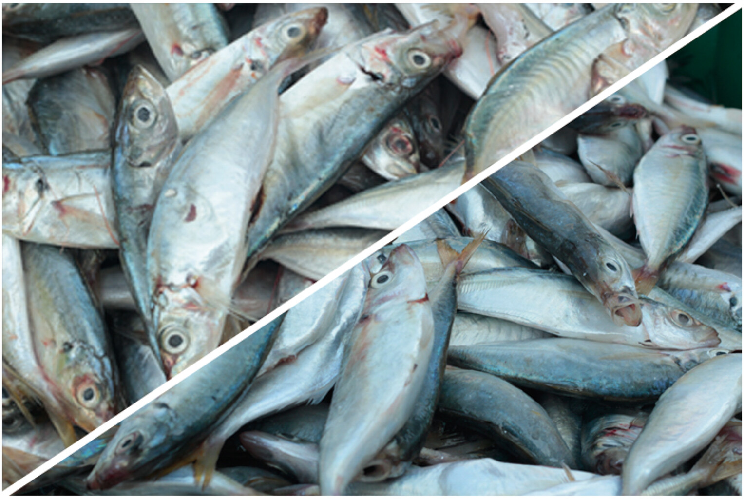 馬祖夏季食材─鰮魚、鯷魚