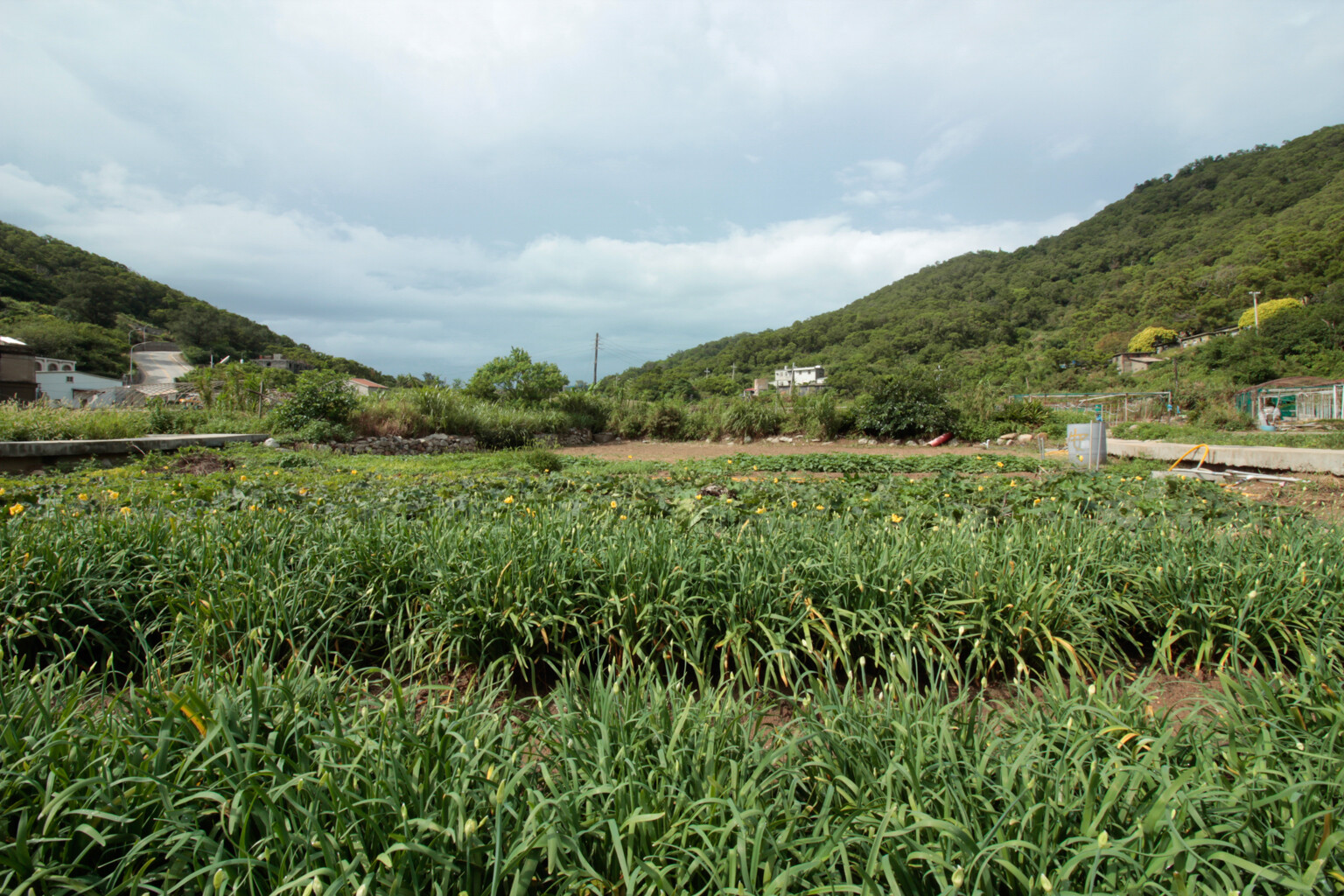 馬祖飲食地景：北竿坂里農田