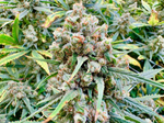 Cannabicare - Casey Jones - Flower