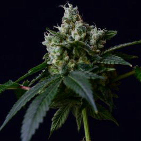 Sour Chem '78 Flower 3.5g
