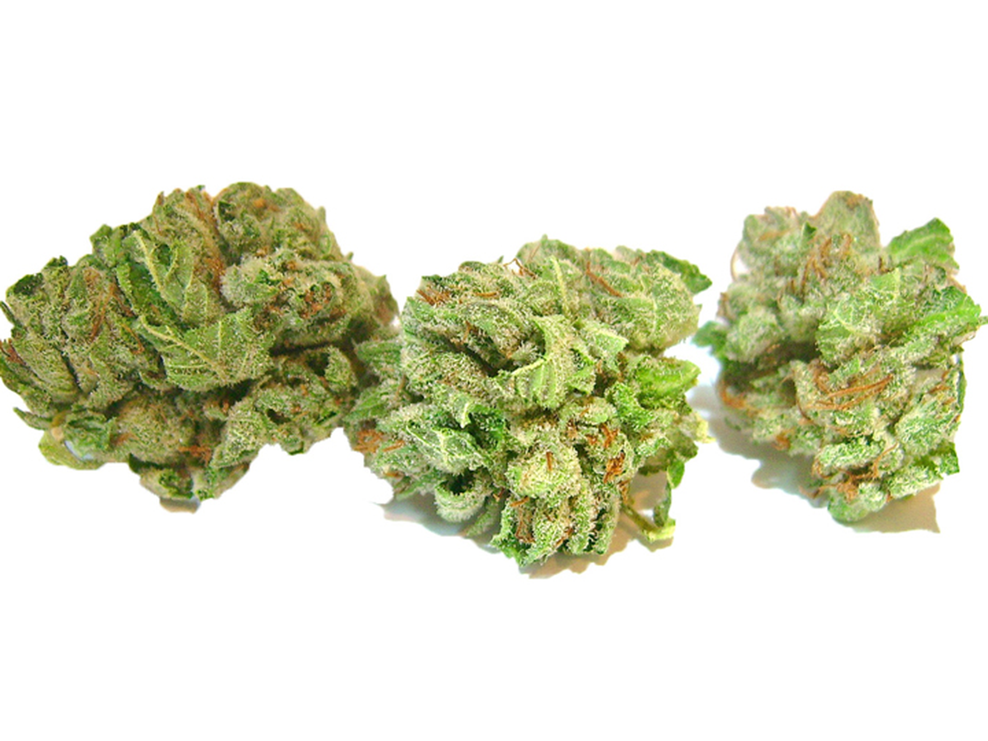 Reggie | Popcorn | - Black Velvet