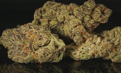 SHIFT - GRANOLA FUNK - BULK GOLD TIER BUD