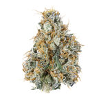 Magic City - Gary Payton - Flower