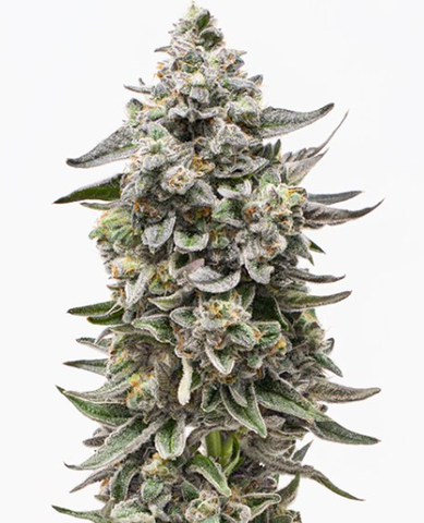 The Cut - White Runtz - 3.5g Flower