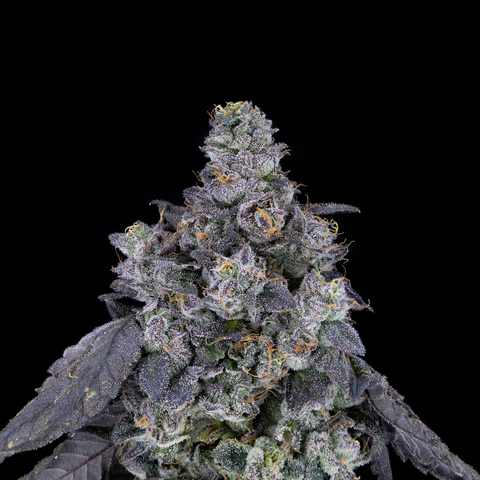 FLOS Cannabis | caribbean breeze | Deli Style Flower