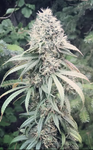 Ocifer Trim 14g
