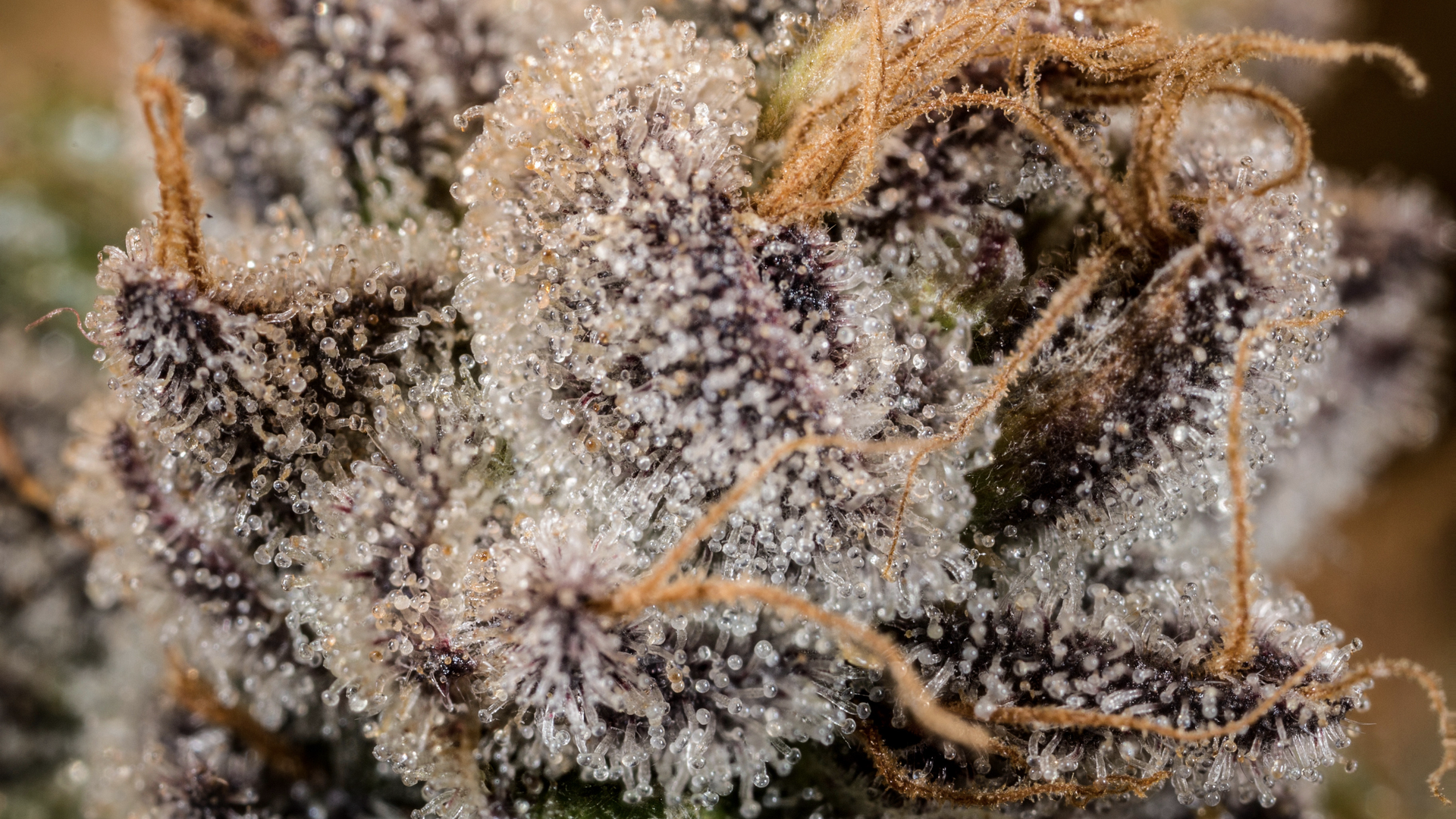Oro Blanco (MED) - Prepack Eighth