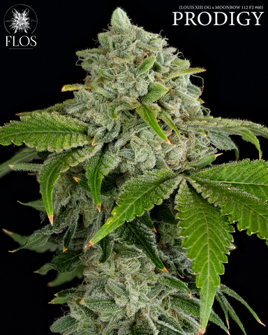 FLOS Cannabis | PRODIGY | 14g Pre-packaged Flower
