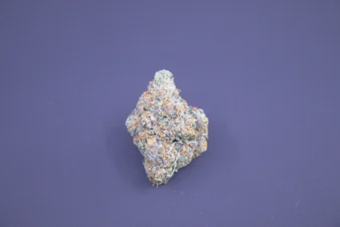 NUTRI - GELATO CAKE - BULK GOLD TIER BUD
