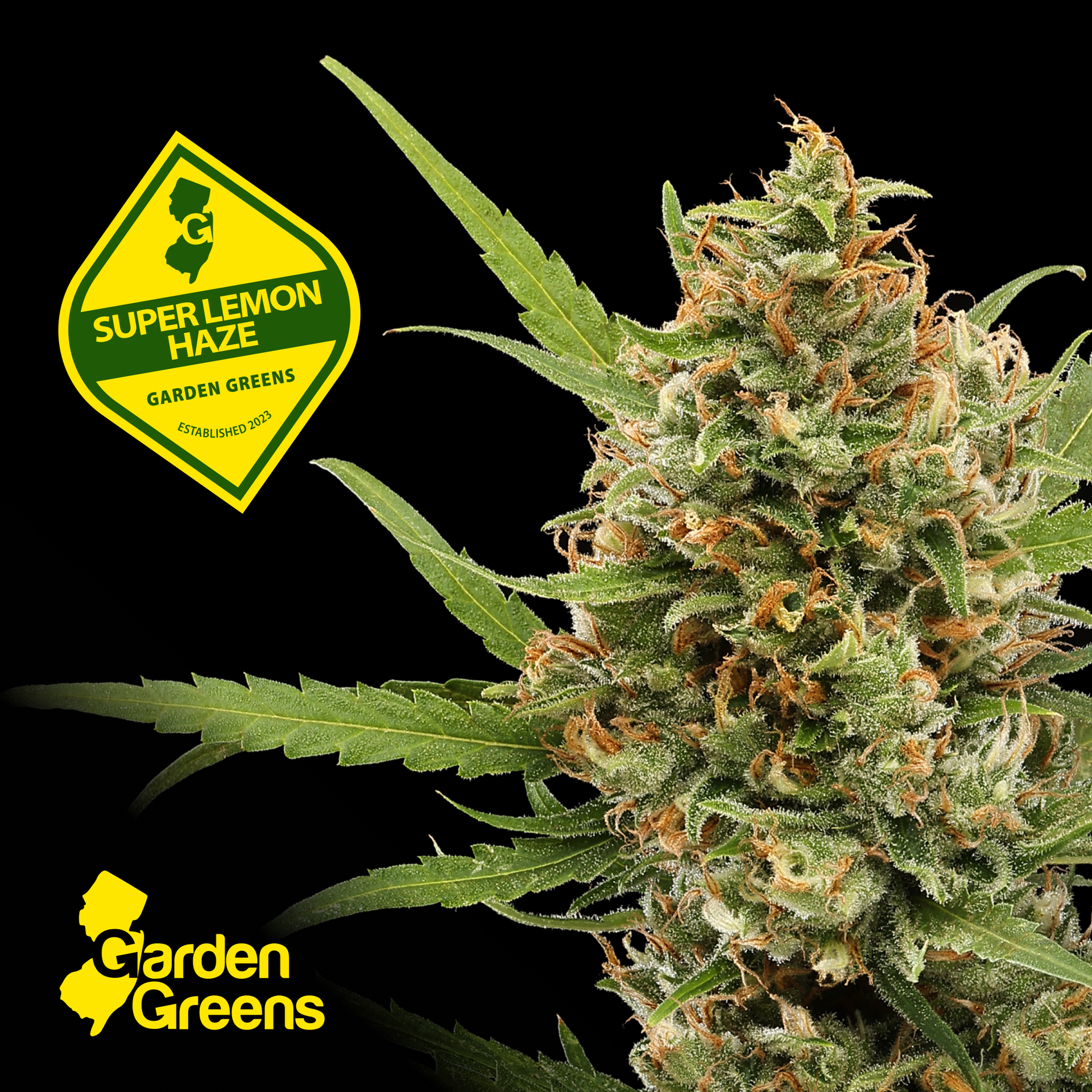 Garden Greens-Super Lemon Haze Big Buds 3.5-Flower