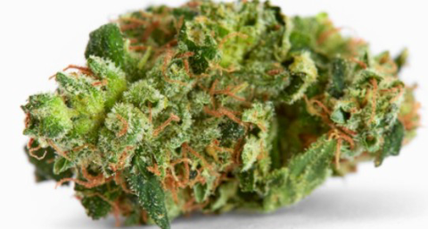 Razzberry Hashplant - Deli Style
