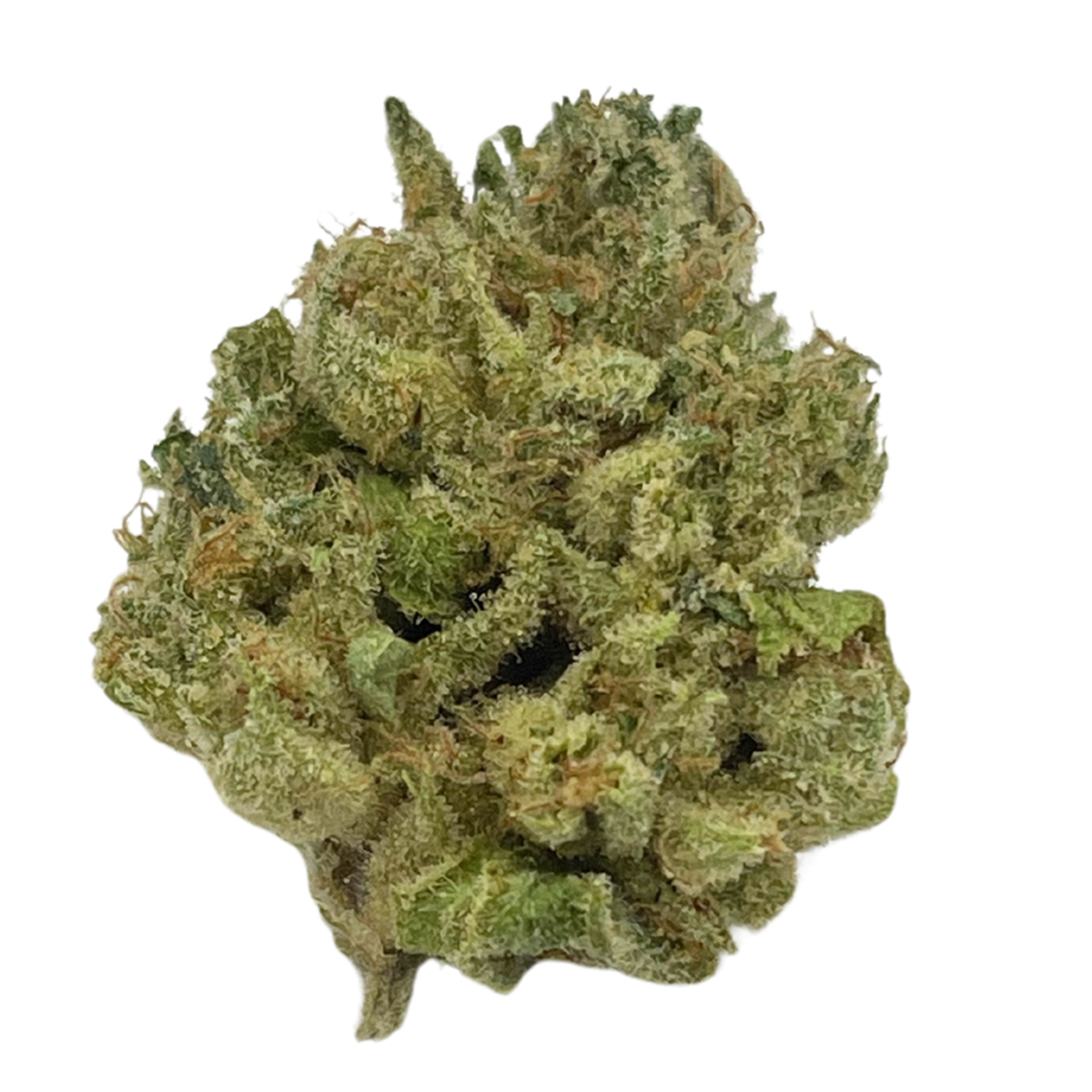 Malibu [H] (Seed Junky)