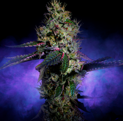 Brownie Scout 3.5g Flower