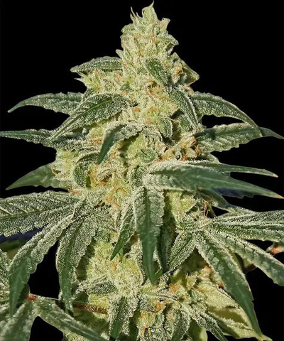 Hash Plant - Mystique of Maine - Flower