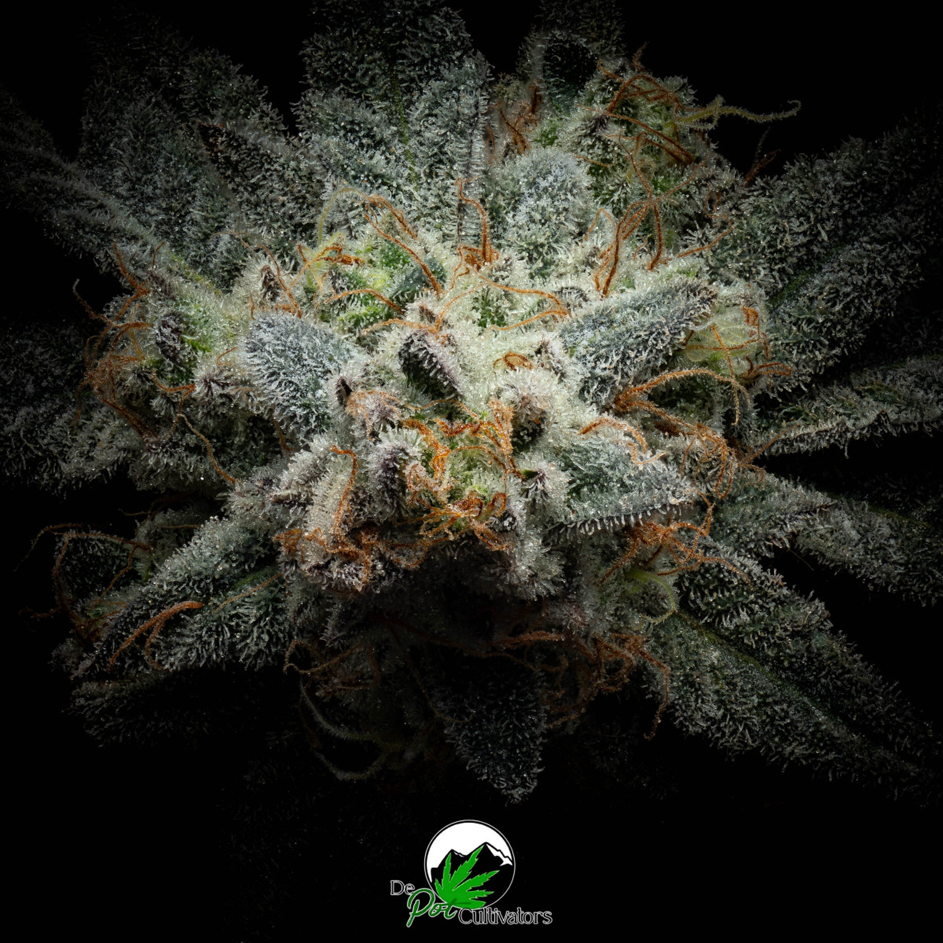 Nuclear Cookies - 3.5 Prepack