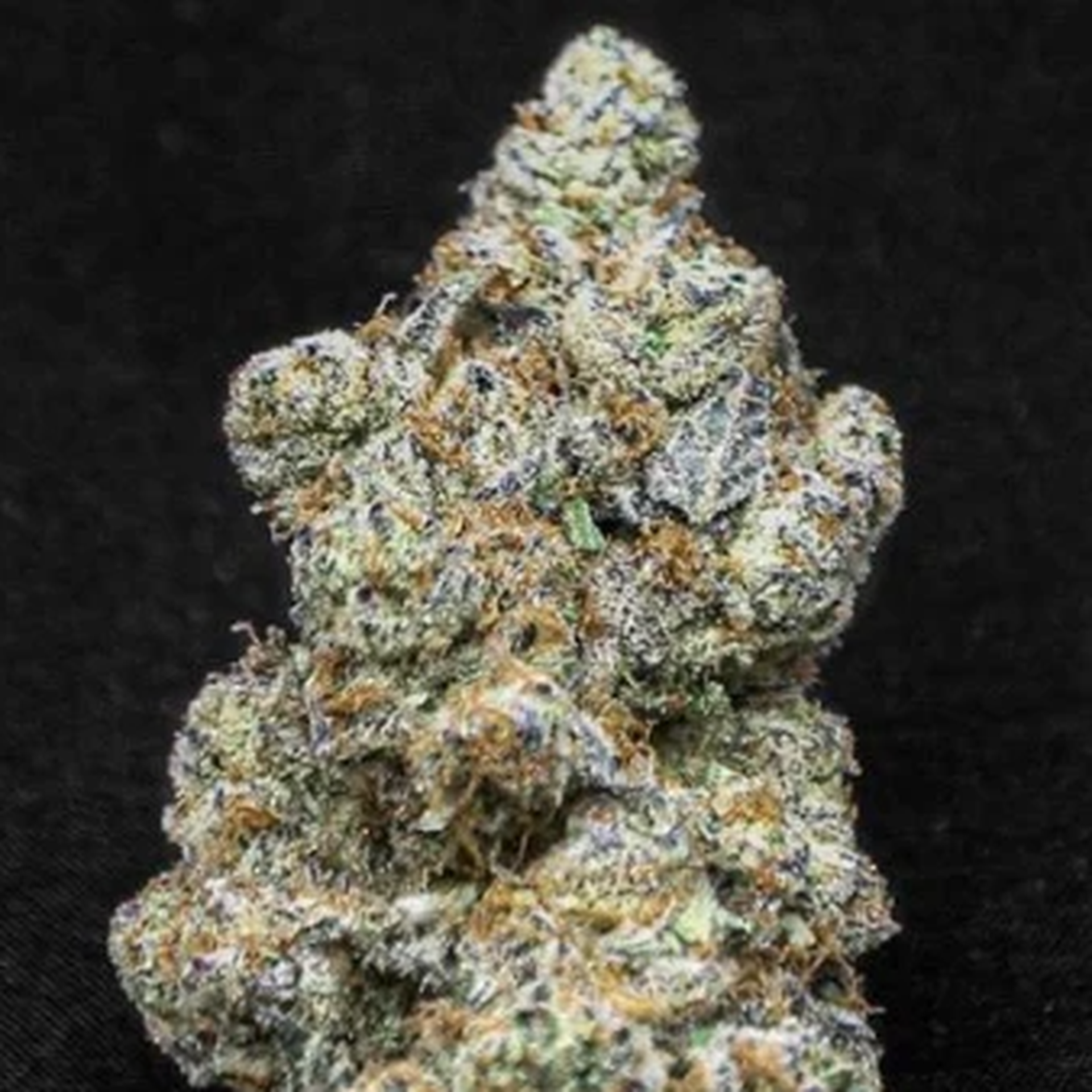 SEED & SMITH - GASONADE - BULK GOLD TIER BUD