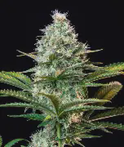 Runtz Flower 3.5g