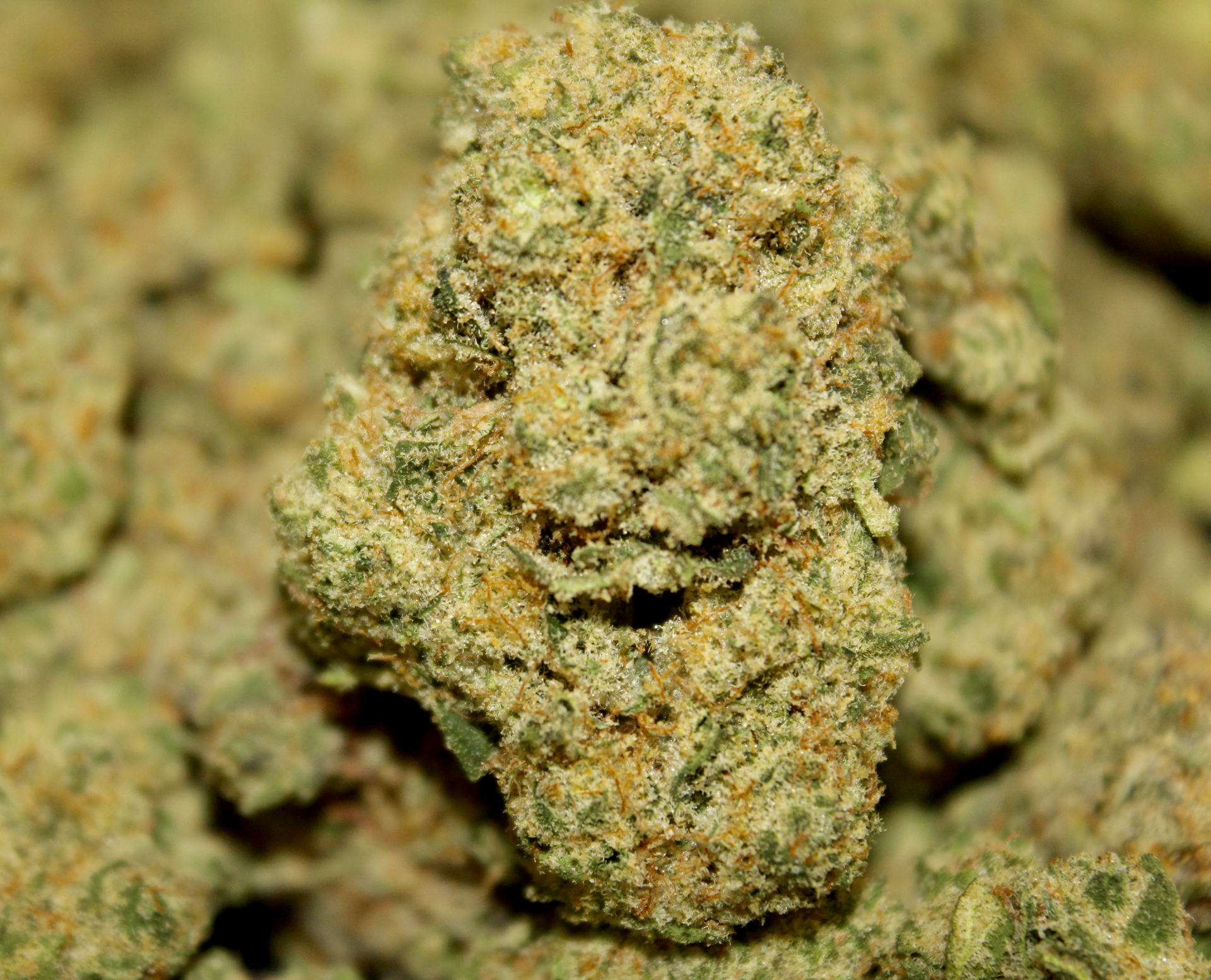 Apricot Scone (S) - Prepack Shake Grams