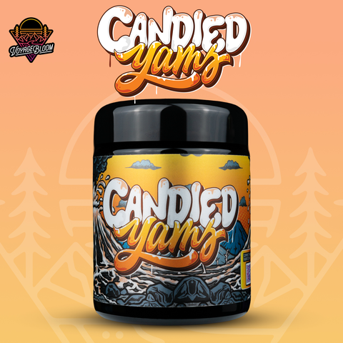 Candied Yams 14g Pre-Packaged Flower Jar | Voyage Bloom | 6 ★
