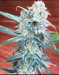 Cannabicare - Carnivale - Flower